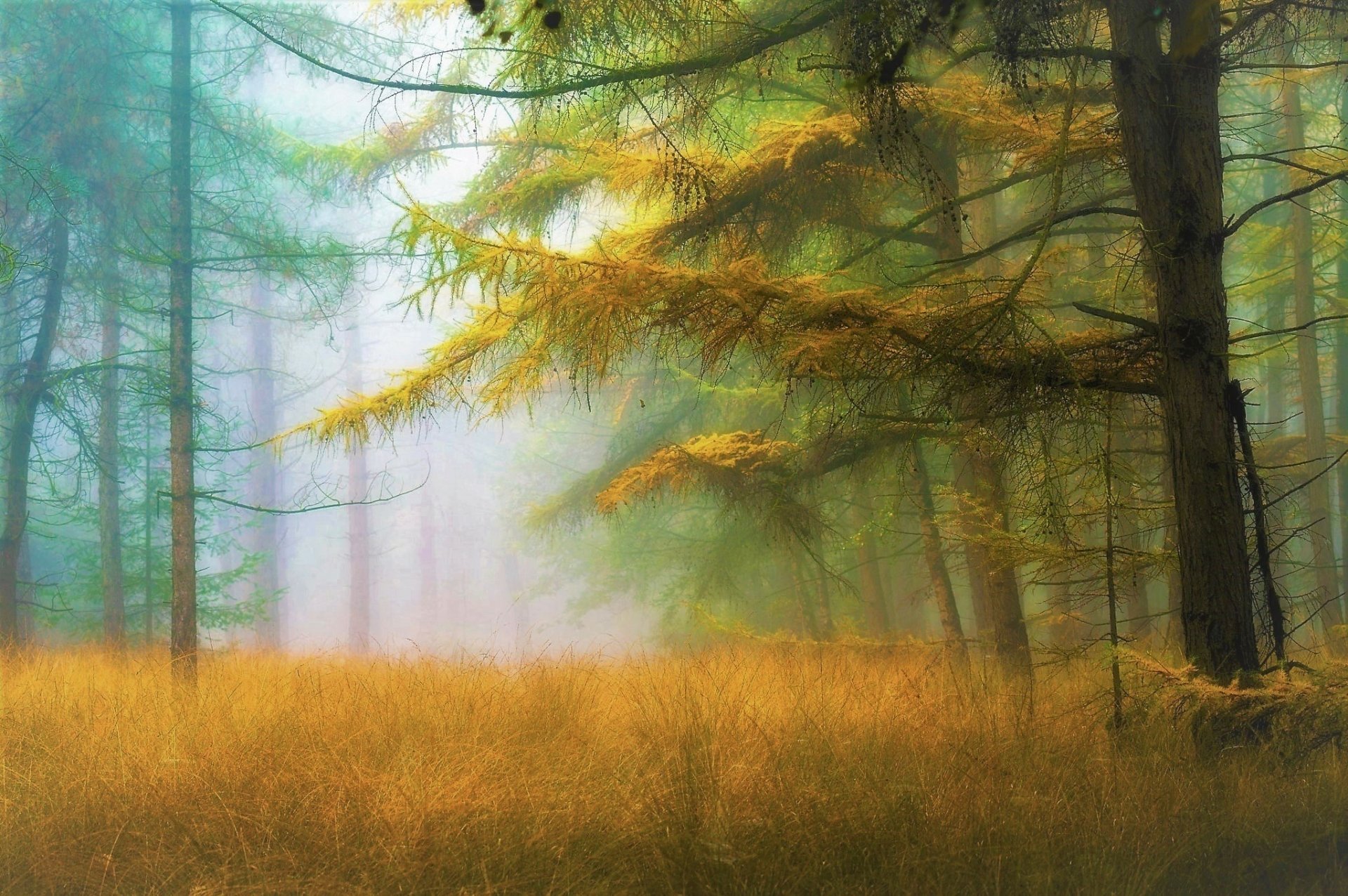 Download Grass Fog Spring Nature Forest HD Wallpaper | 2048x1361 ...