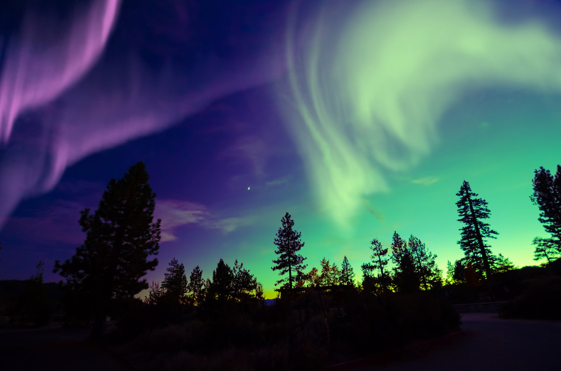 Vivid aurora borealis lights swirl above silhouetted trees in a 4K Ultra HD nature scene, capturing the vibrant colors and dynamic movement of the night sky.
