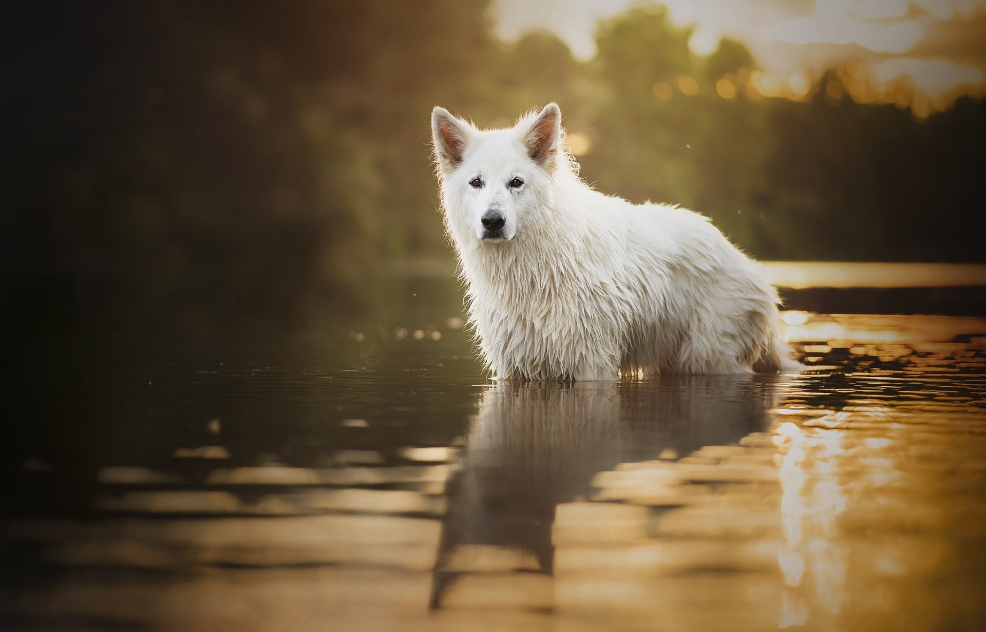 A white dog standing in calm water, staring intently with soft depth of field creating a serene reflection, captured in an HD desktop wallpaper background.