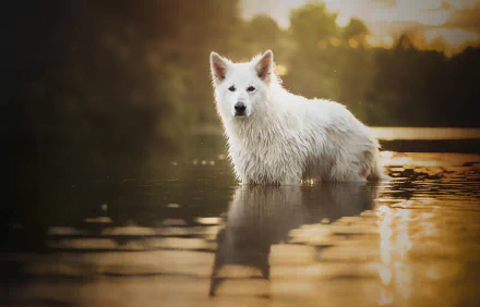 A white dog standing in calm water, staring intently with soft depth of field creating a serene reflection, captured in an HD desktop wallpaper background.