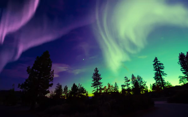Vivid aurora borealis lights swirl above silhouetted trees in a 4K Ultra HD nature scene, capturing the vibrant colors and dynamic movement of the night sky.