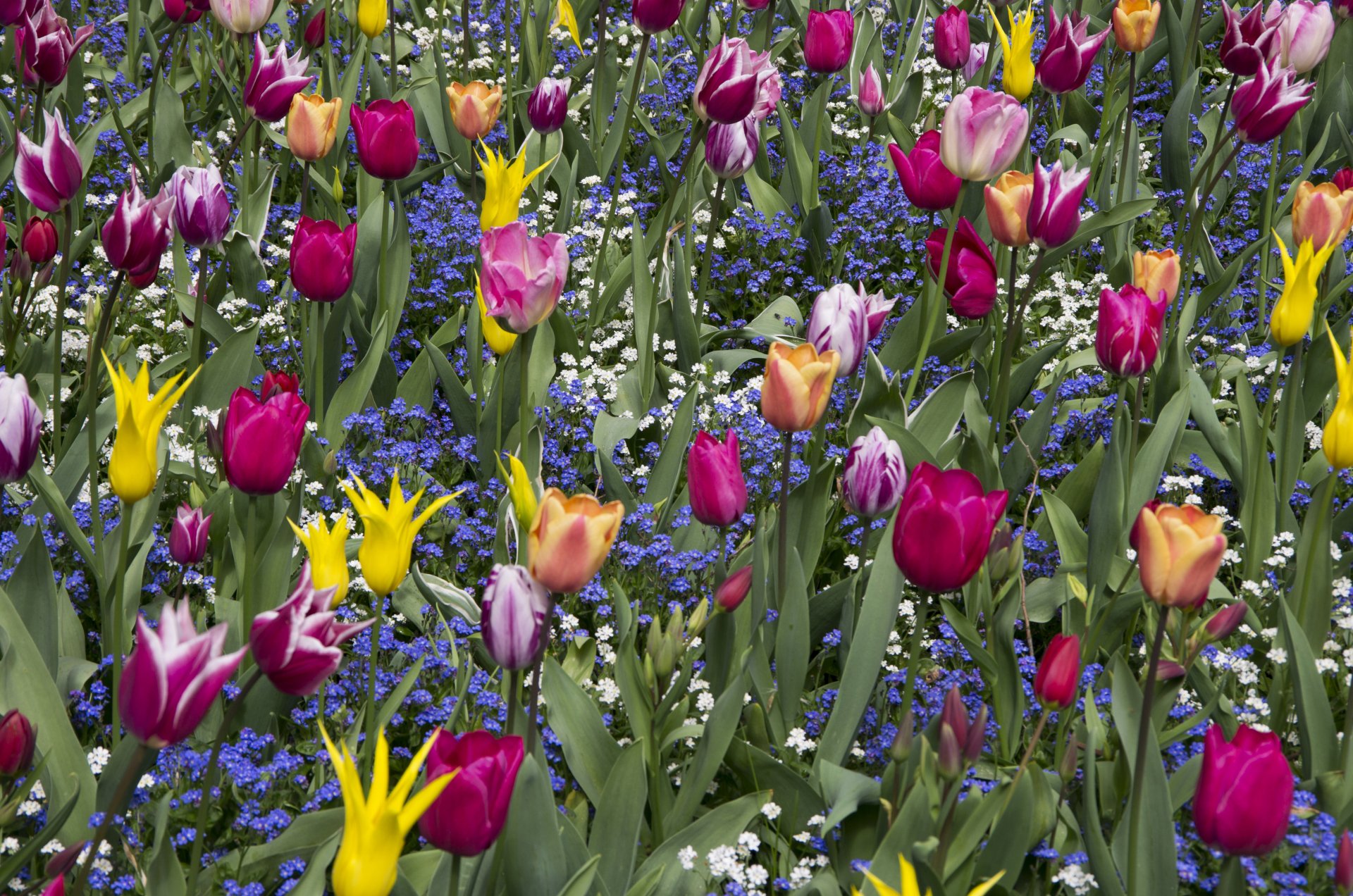 Download Summer Pink Flower Yellow Flower Flower Nature Tulip 4k Ultra HD Wallpaper