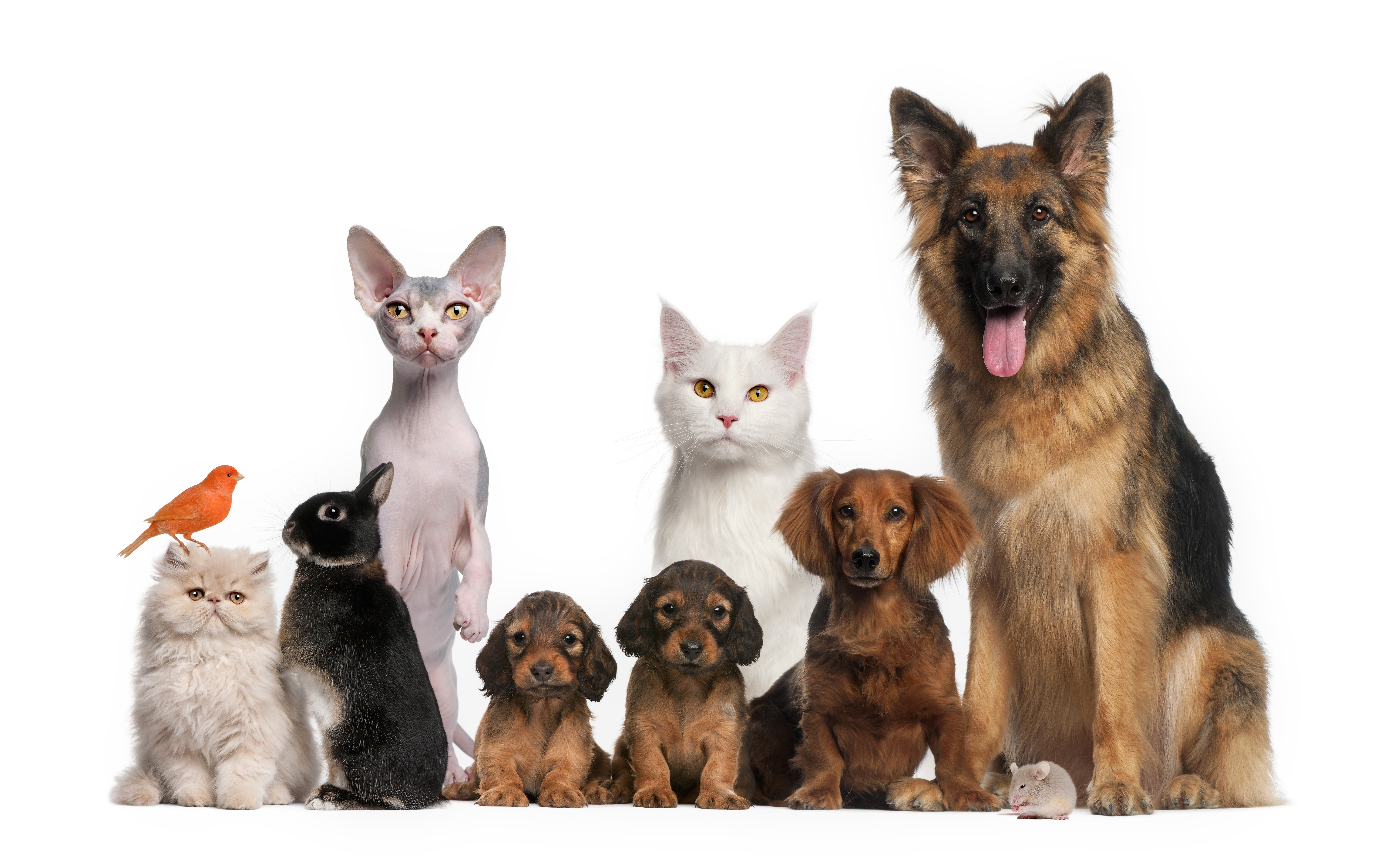 Animal Pets HD Wallpaper | Background Image