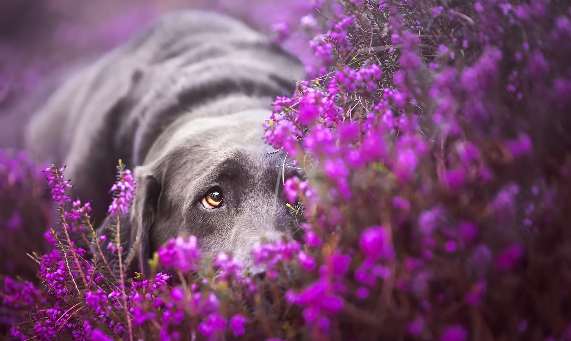 Download Purple Flower Flower Blur Dog Animal Labrador Retriever HD ...