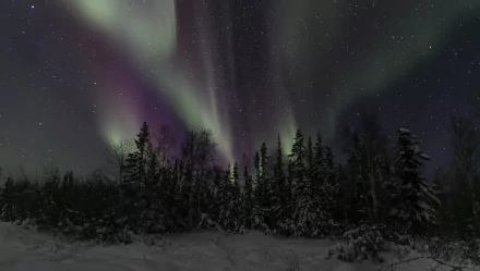 4K Ultra HD PC desktop wallpaper: a winter night scene of snow-covered trees under a starry sky with vivid aurora borealis ribbons illuminating the dark forest.