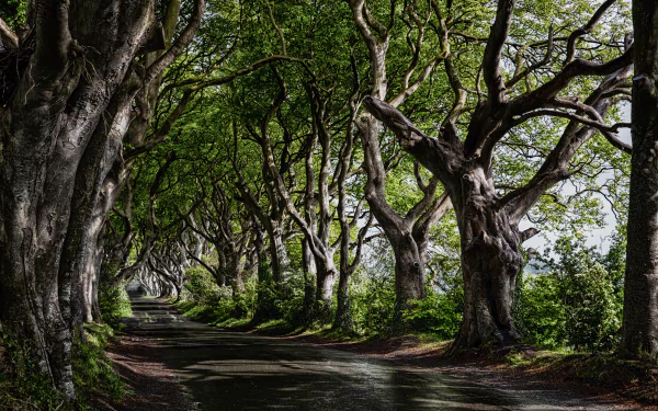 tree-lined tree nature man made road HD Desktop Wallpaper | Background Image