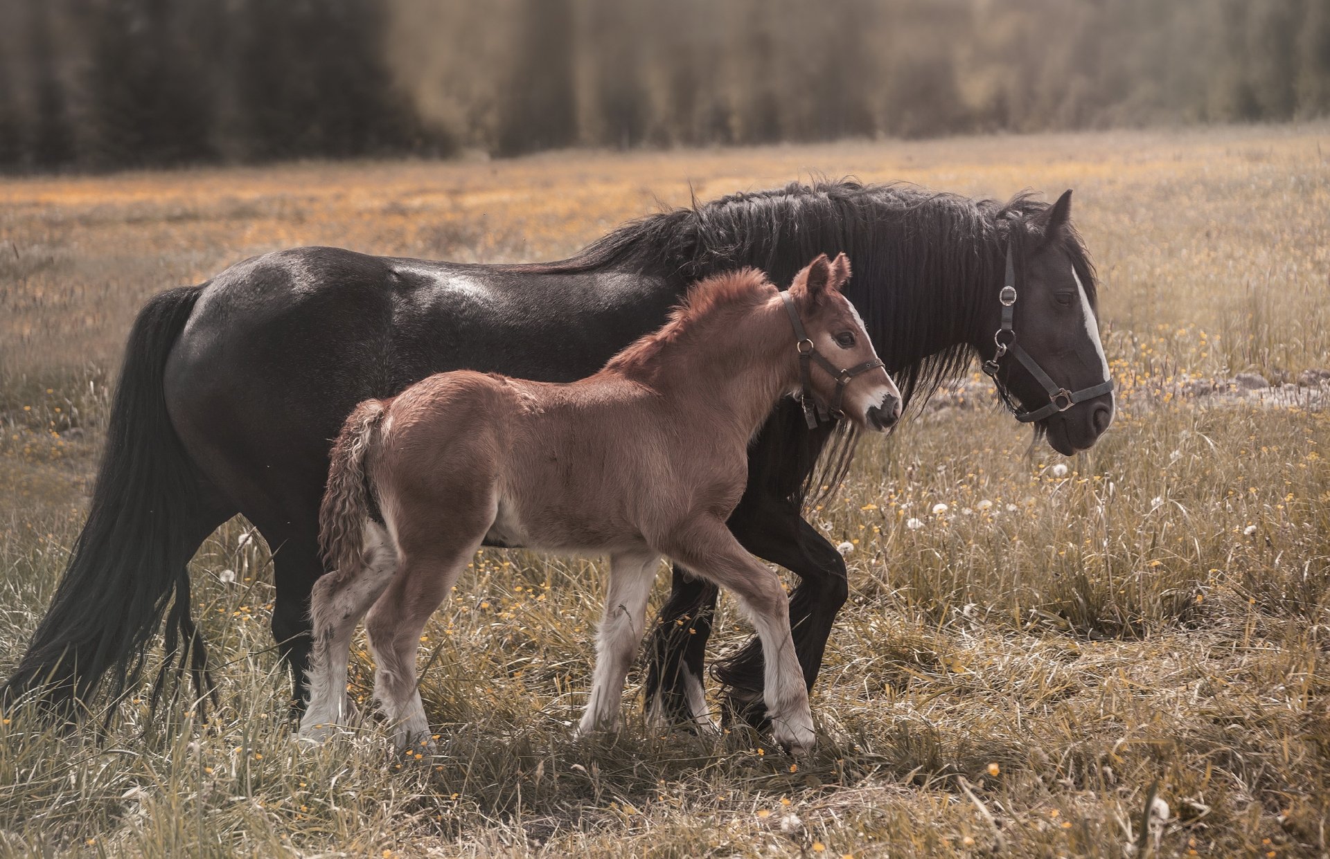 HD PC desktop wallpaper of a foal (baby animal) and its mare, a horse, walking together across a sunlit grassy field.