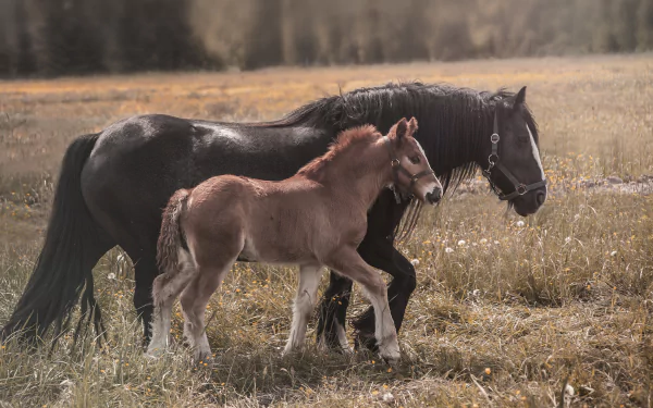 HD PC desktop wallpaper of a foal (baby animal) and its mare, a horse, walking together across a sunlit grassy field.