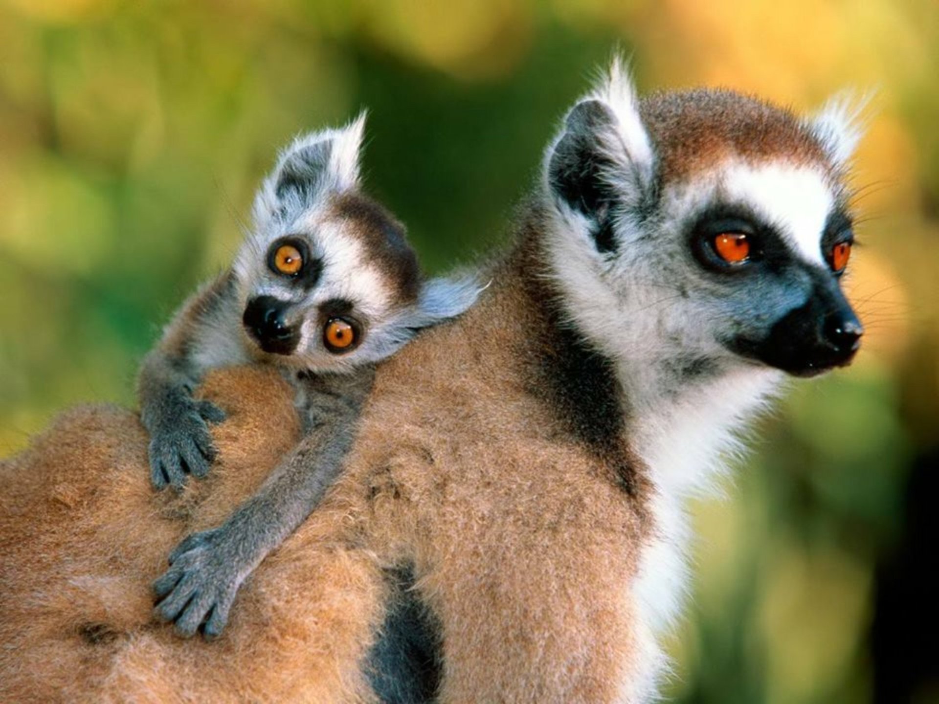 Download Primate Baby Animal Cute Animal Lemur HD Wallpaper