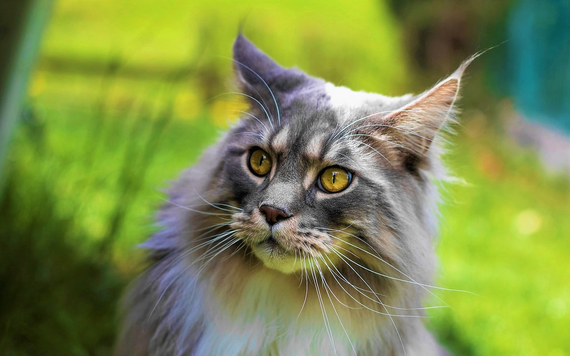 Long-Haired Cat