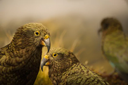 bird parrot Animal kea HD Desktop Wallpaper | Background Image
