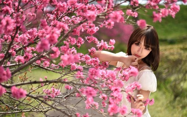Women Asian Model Brunette Brown Eyes Depth Of Field Spring White Dress Blossom Pink Flower HD Wallpaper | Background Image