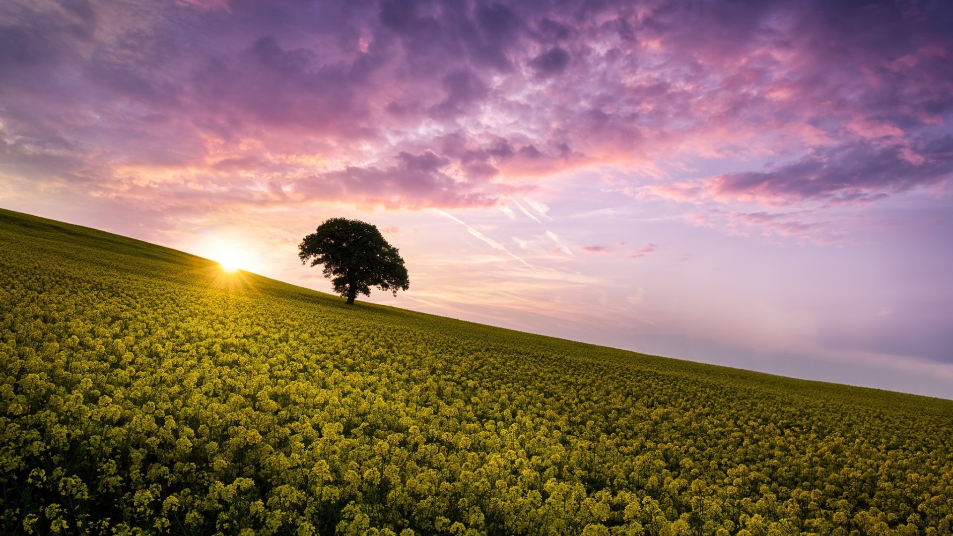 Download Lonely Tree Tree Sunrise Cloud Sky Yellow Flower Flower Field Summer Nature Rapeseed HD Wallpaper