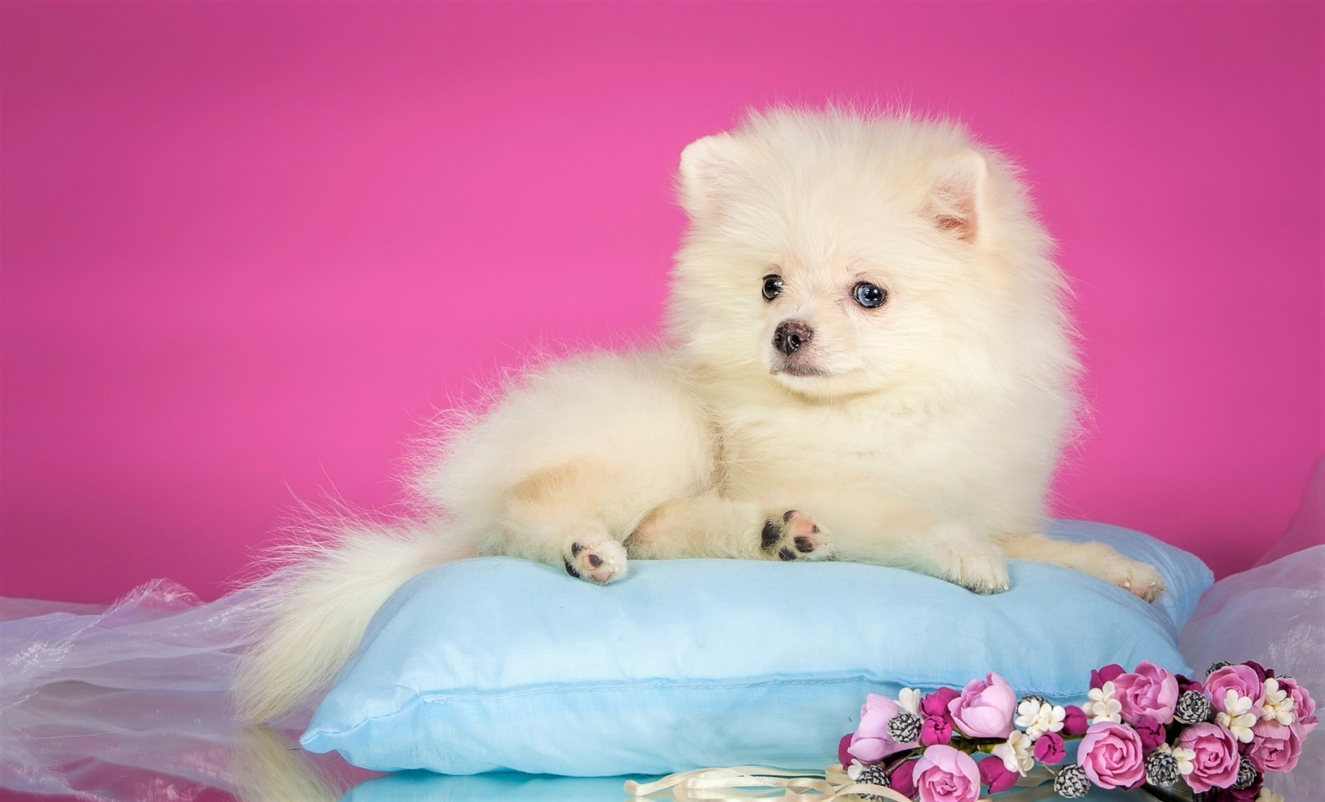 Download Fluffy Puppy Dog Animal Spitz HD Wallpaper