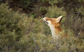 Fox Pfp