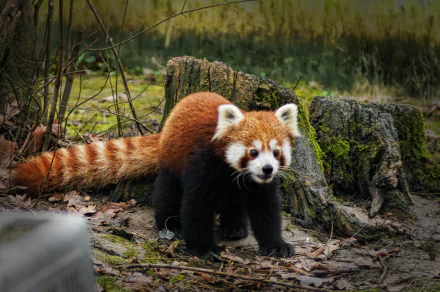 tail stump Animal red panda HD Desktop Wallpaper | Background Image