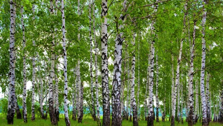  Birch Forest