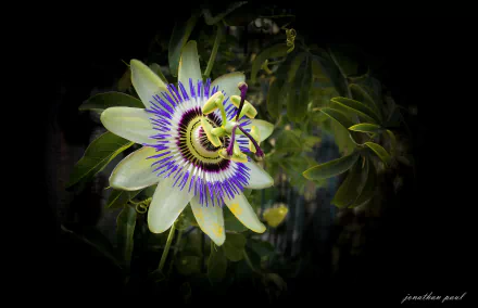 nature flower passion flower HD Desktop Wallpaper | Background Image