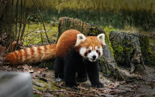tail stump Animal red panda HD Desktop Wallpaper | Background Image