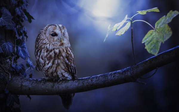Animal Owl Birds Owls Tawny Owl Branch Moonlight Night HD Wallpaper | Background Image