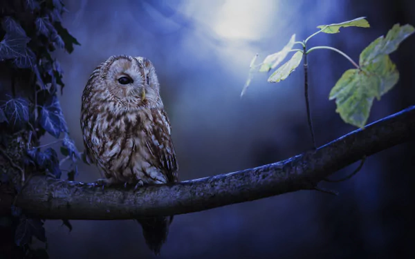 A HD desktop wallpaper featuring a tawny owl perched on a branch, illuminated by moonlight against a night sky.