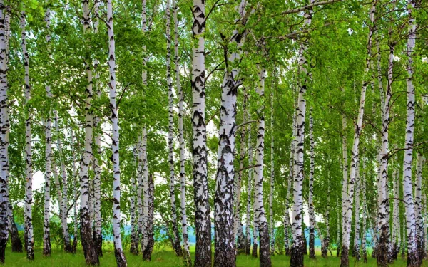 Lush birch forest with vibrant green leaves, captured in high definition for a serene nature-themed PC desktop wallpaper.
