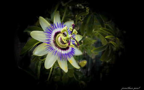 4K Ultra HD desktop wallpaper featuring a vibrant passion flower in nature, highlighting intricate purple and white petals against a dark leafy background.