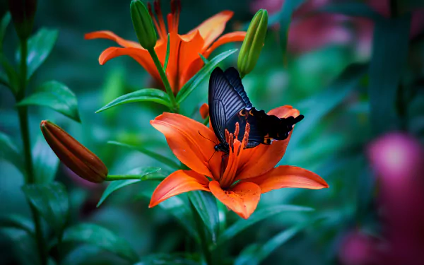 Macro 8K Ultra HD desktop wallpaper: vibrant orange lily in bloom with a black butterfly perched on its petals, set against a lush green and pink blurred background.