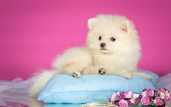  Spitz Puppy