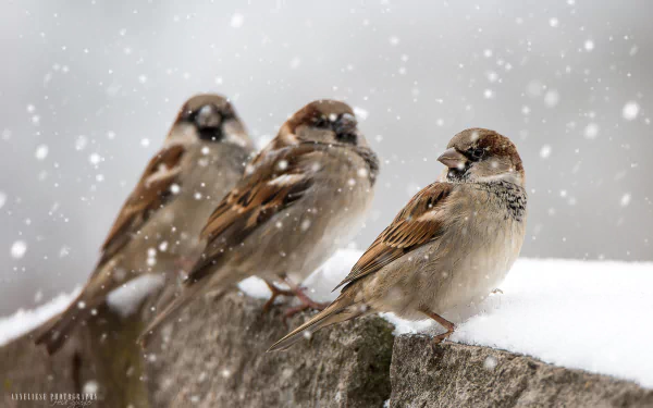  Sparrows in the snow by Heidi Spiegler