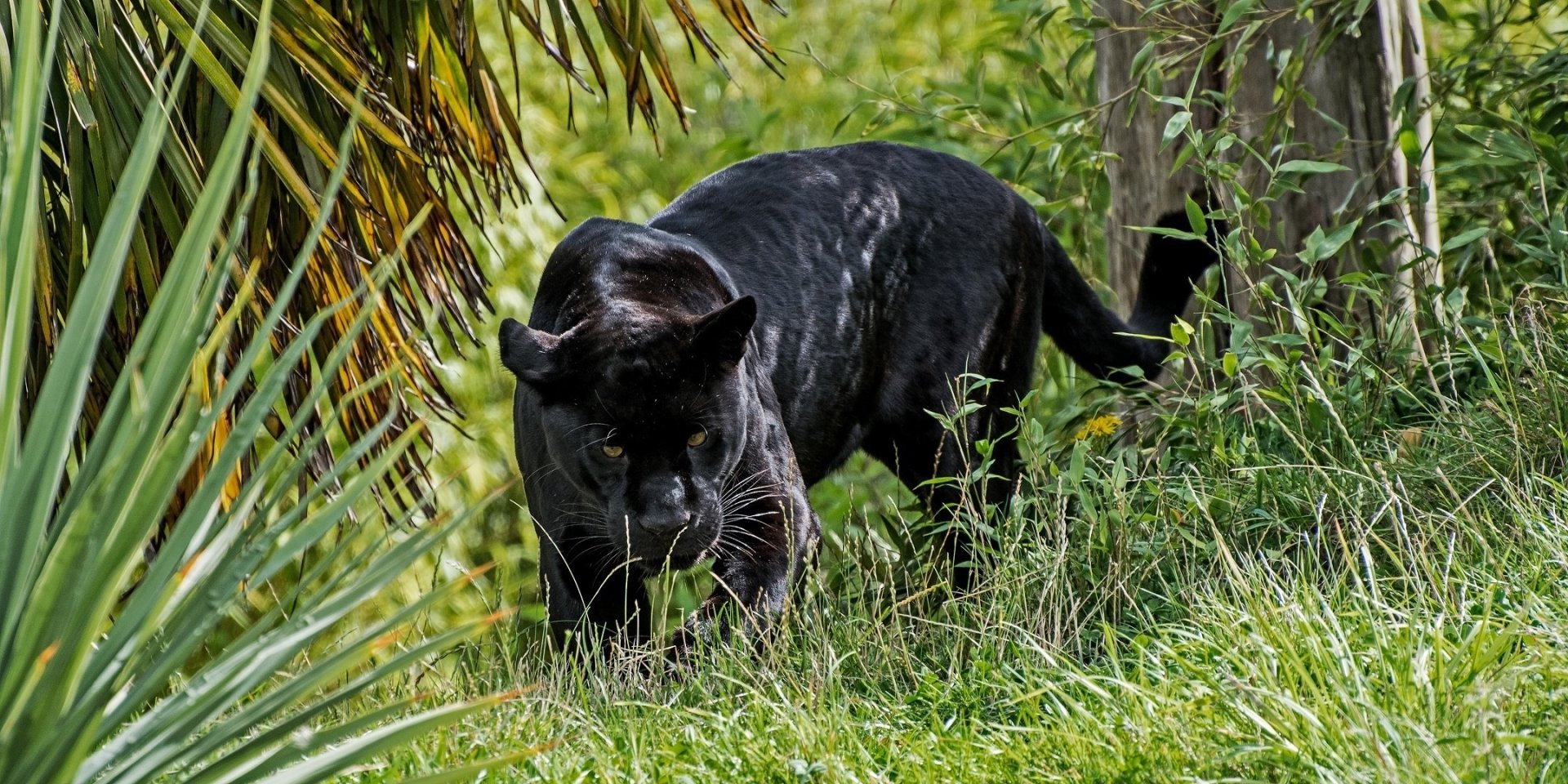 A high-definition desktop wallpaper of a black panther prowling through dense greenery.