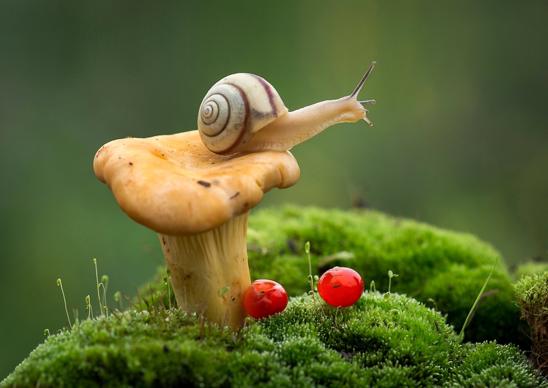 Download Mushroom Moss Mollusc Macro Animal Snail HD Wallpaper