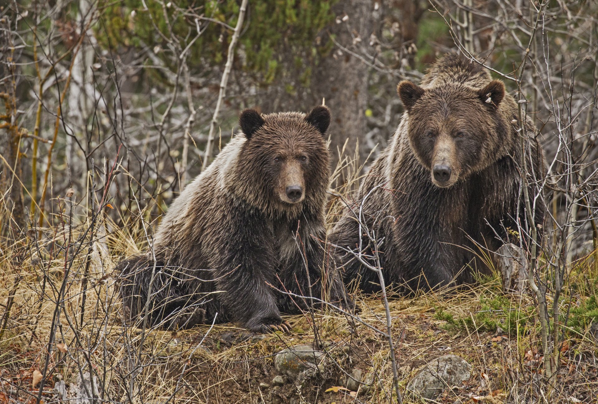 Two bears sit on a forest floor surrounded by bare trees, captured in high-definition. This image serves as a striking desktop wallpaper and background.