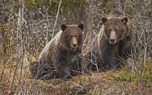 Two bears sit on a forest floor surrounded by bare trees, captured in high-definition. This image serves as a striking desktop wallpaper and background.