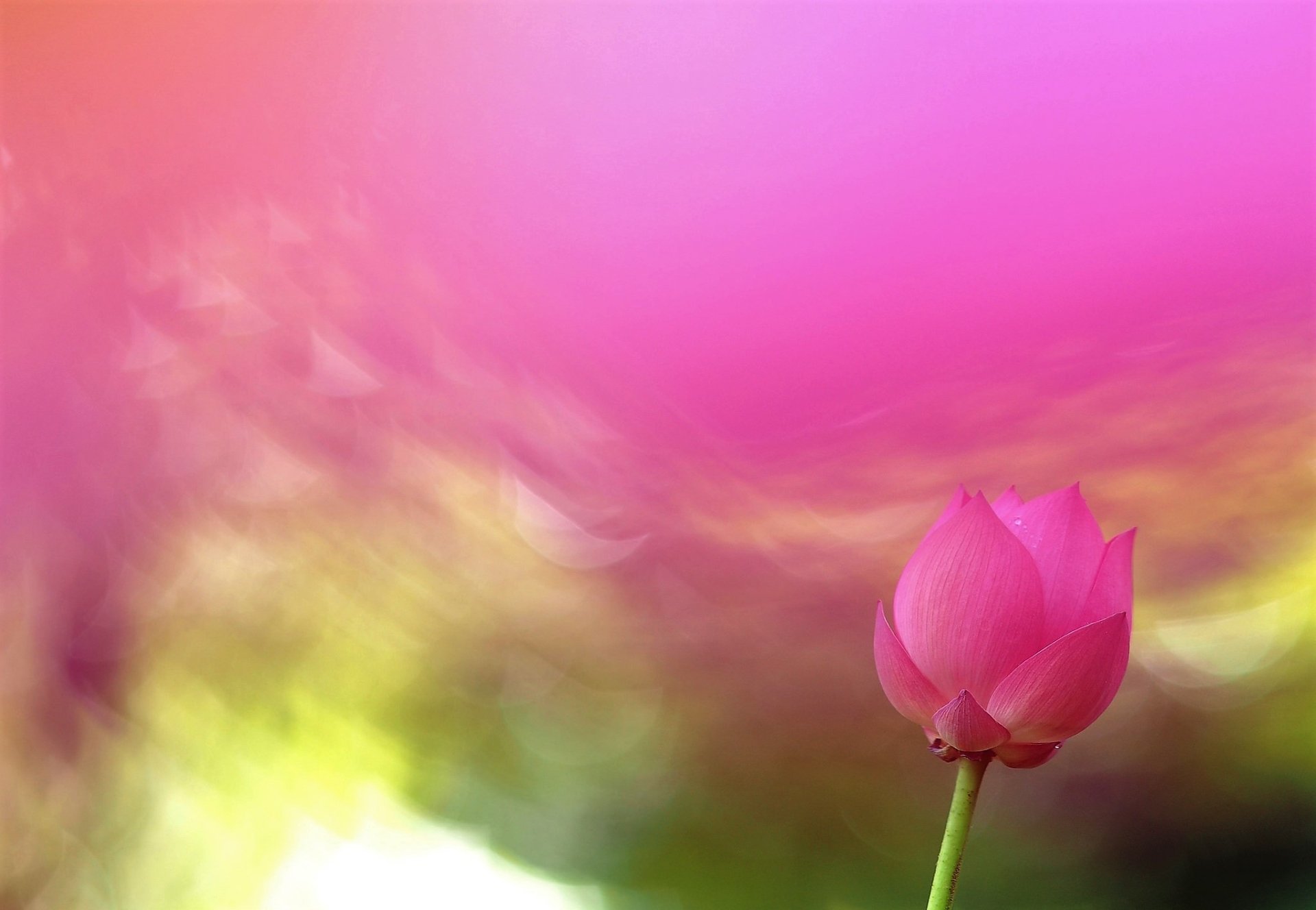 Download Pink Flower Pink Flower Nature Lotus HD Wallpaper