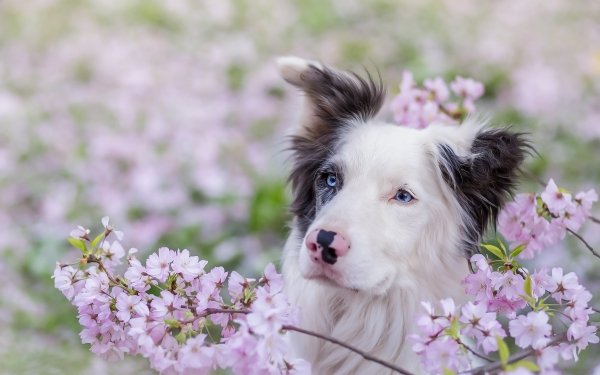 Animal Border Collie Dogs Dog Pink Flower Blossom Depth Of Field HD Wallpaper | Background Image