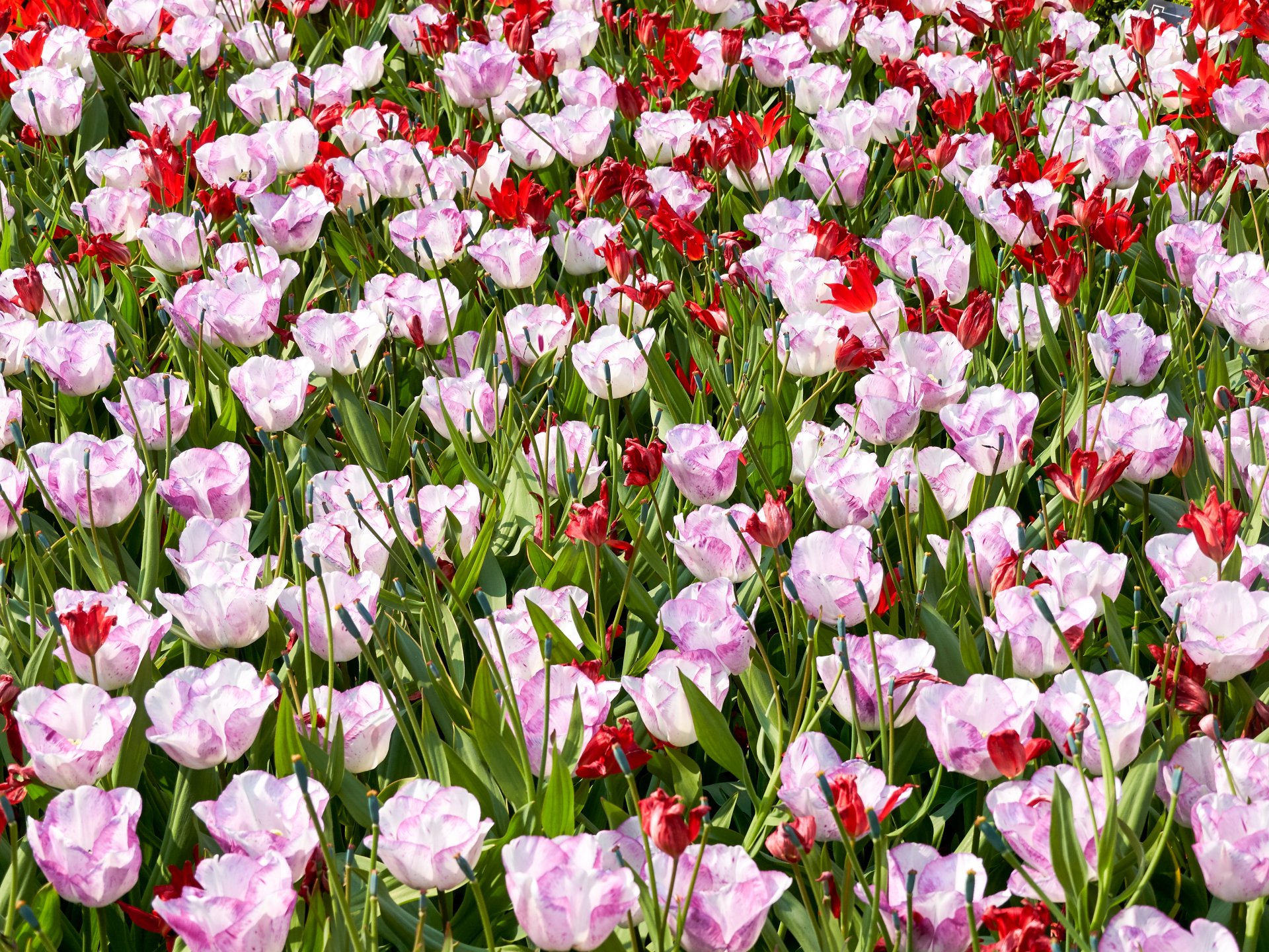 Download Pink Flower Summer Flower Nature Tulip 4k Ultra HD Wallpaper ...
