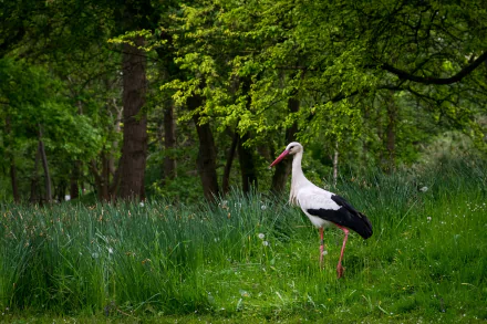 White stork standing in lush green grass surrounded by dense forest, captured in an HD PC desktop wallpaper showcasing natural wildlife and serene animal habitat.