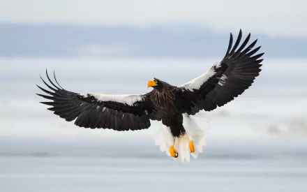 bird of prey bird Animal eagle HD Desktop Wallpaper | Background Image