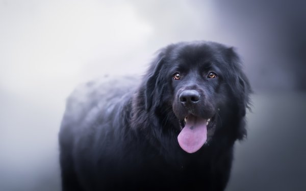 Animal Labrador Dogs Dog Muzzle HD Wallpaper | Background Image