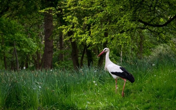 Animal White stork Birds Storks Stork Bird Wildlife Grass HD Wallpaper | Background Image