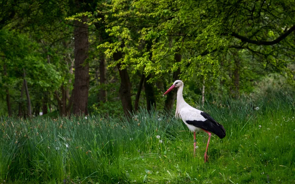 White stork standing in lush green grass surrounded by dense forest, captured in an HD PC desktop wallpaper showcasing natural wildlife and serene animal habitat.