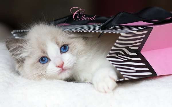 Animal Cat Cats Kitten White Fluffy Bag HD Wallpaper | Background Image