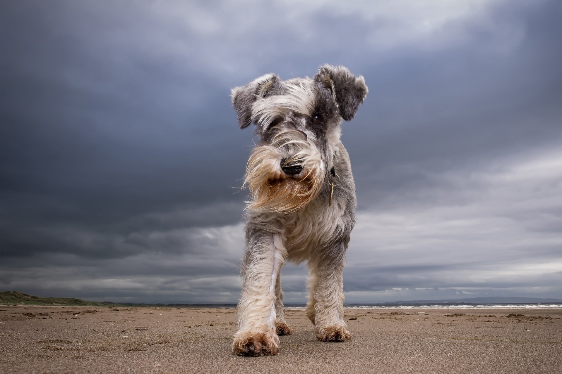 Schnauzer dog on sand beneath a dramatic cloud-filled sky — wide-angle 2K Quad HD PC desktop wallpaper background.