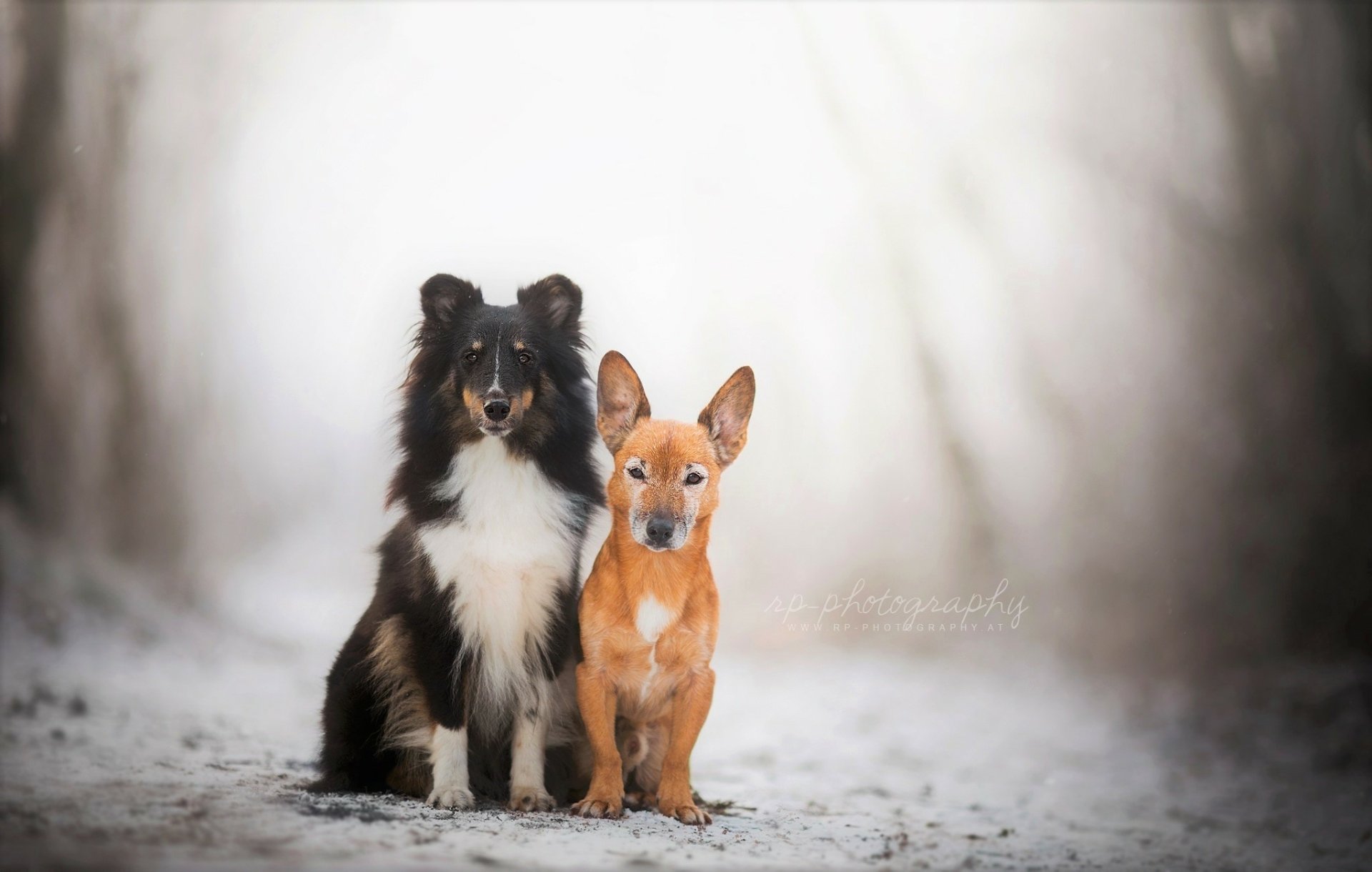 HD PC desktop wallpaper of two cute winter animals: a fluffy Shetland Sheepdog and a small tan dog sitting together in the snow.