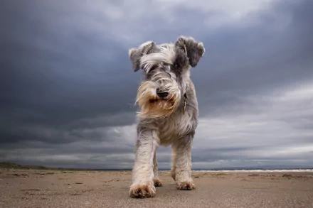 Schnauzer dog on sand beneath a dramatic cloud-filled sky — wide-angle 2K Quad HD PC desktop wallpaper background.