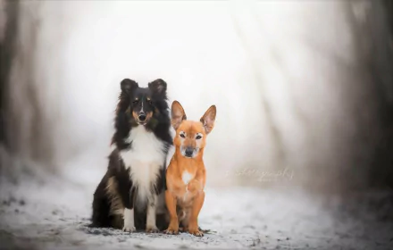  Dogs in Winter by Dackelpup