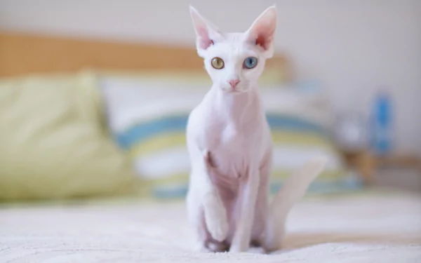 heterochromia cat Animal Cornish rex sphynx cat HD Desktop Wallpaper | Background Image