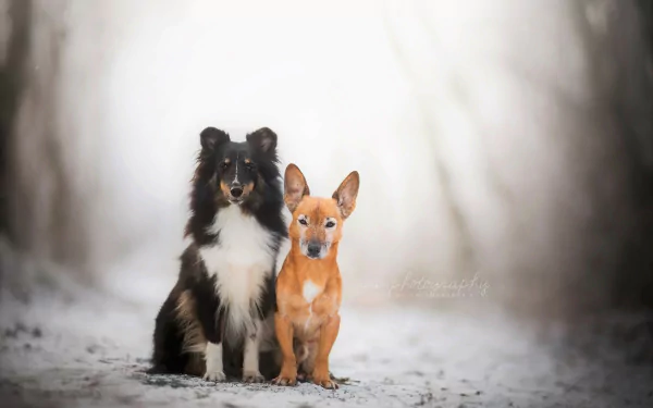  Dogs in Winter by Dackelpup