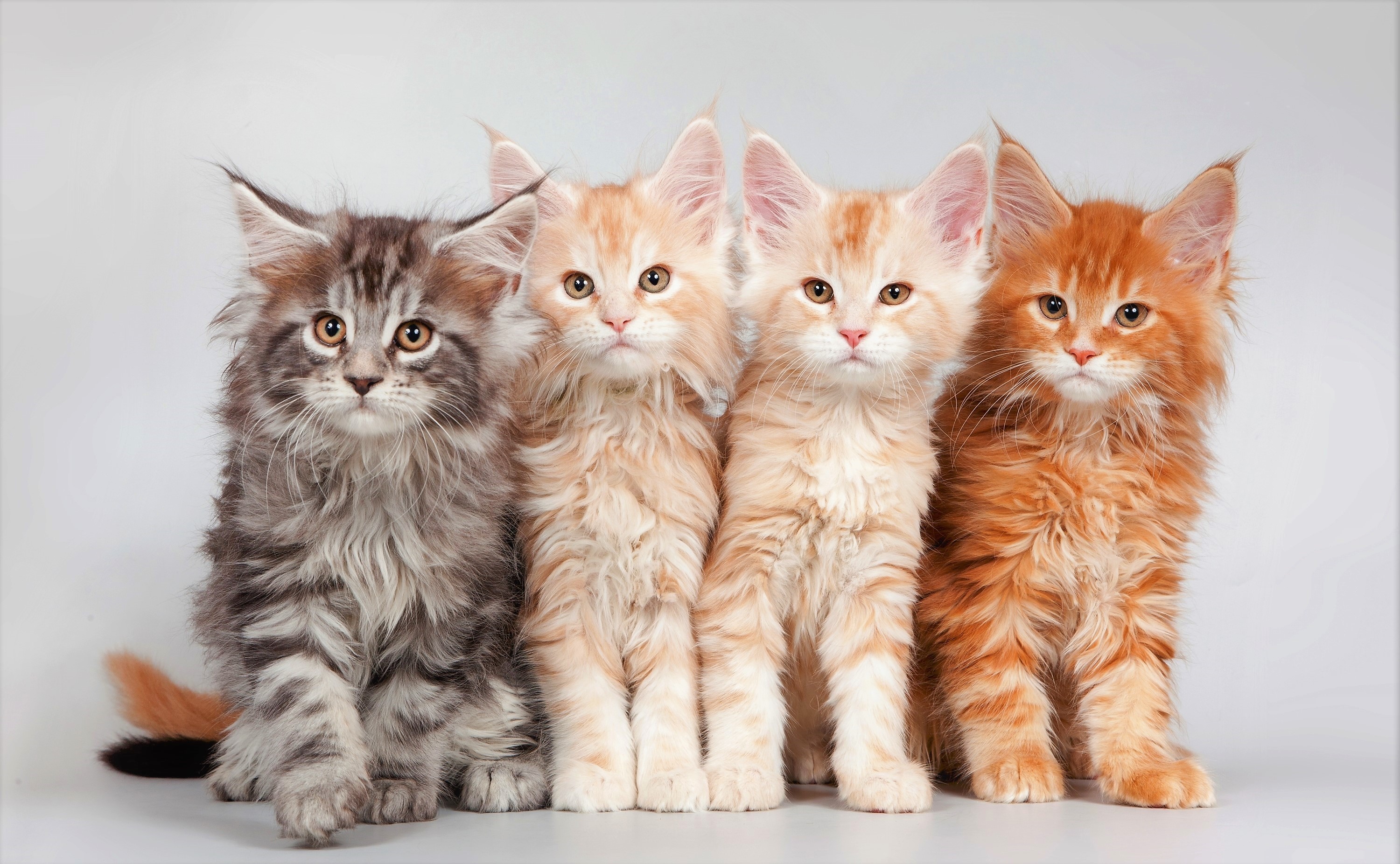 Adorable Maine Coon Kittens HD Wallpaper Cute Baby Cats Delight